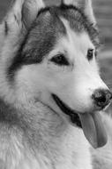 black and white picture of a Siberian Husky