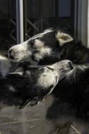 cute husky couple biting each other