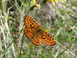 Pearl-Bordered Fritillary, black and orange butterfly