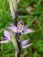 Violet Limodore Orchid