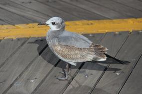 Seagull on a wooden platform close-up