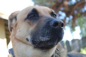 Portrait of the beautiful, cute and colorful dog, near the colorful plants, in light