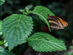 Close-up of the colorful and beautiful, patterned butterfly on the green thistle plant with leaves