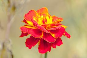 Marigold Red Flower Macro