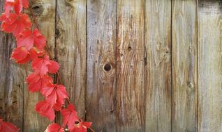 grape leaves red on the fence
