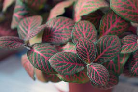 Fittonia Indoor Plant Variegated