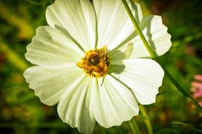 Chrysanthemum Flower Blossom
