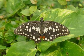 Close-up of the beautiful, colorful and patterned American Admiral butterfly on the green leaves