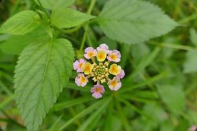 Lantana Blossom Bloom