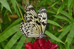 Butterfly Black And White on red flower close-up on blurred background