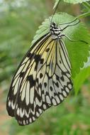 butterfly with black and beige pattern