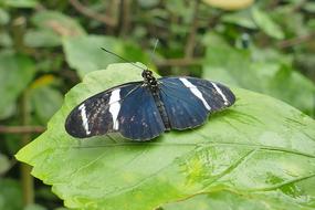 black butterfly with white stripes on a green leaf