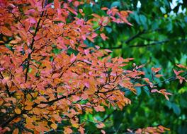 Nature Autumn Tree