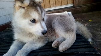 little husky puppy