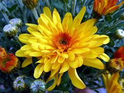 Flower Chrysanthemum Toussaint