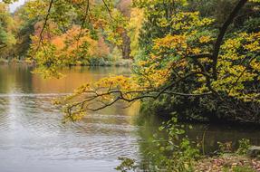 Autumn Nature Branch