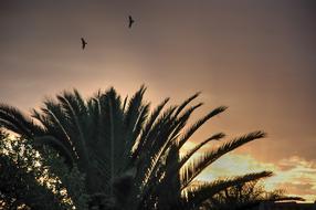 tall green palm trees at sunset