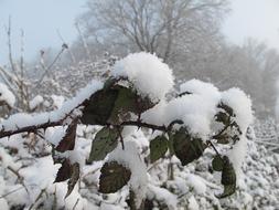 Snow Winter Nature