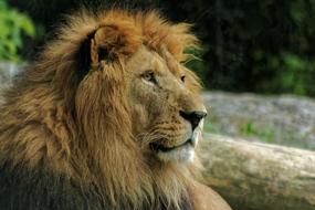 enchanting big Lion