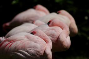 Beautiful and cute, pink, sleeping flamingos