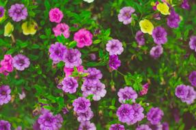 Small Flowers Garden