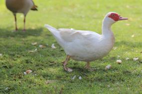white wild duck with a red spot
