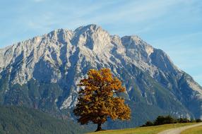 Autumn Leaves Fall tree on mountain