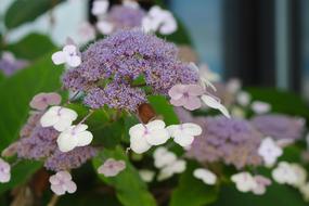 blooming spring purple-white flowers