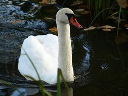 incredible white swan