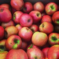 red healthy apples