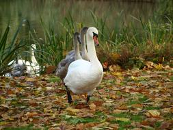white swan on autumn leaves