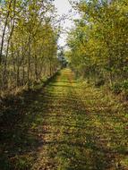 The Path Forest Autumn