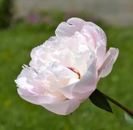 Peony Flower Blossom