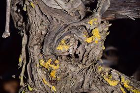 Wood Gnarled Old