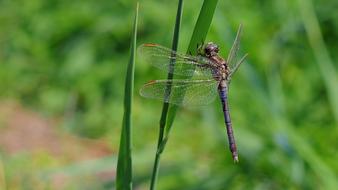Dragonfly Macro Nature