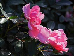 Rose Last Flor October Bush