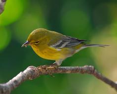 Pine Warbler Bird on a branch on a blurred background