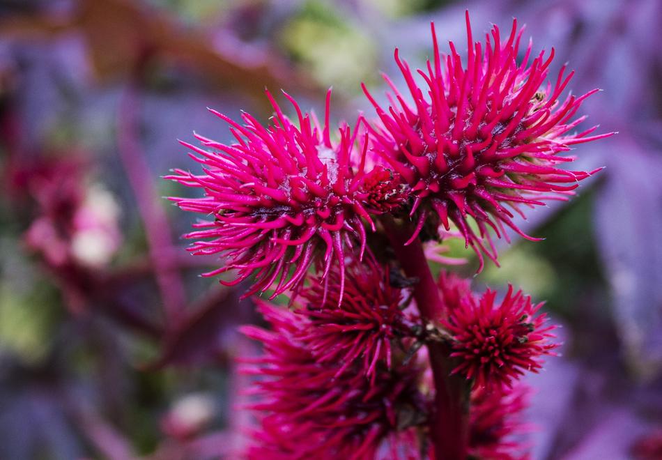 Purple prickly flowers on a branch