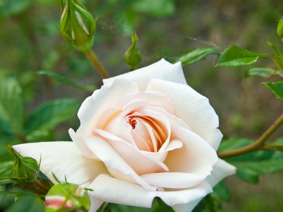 Rose White Flower