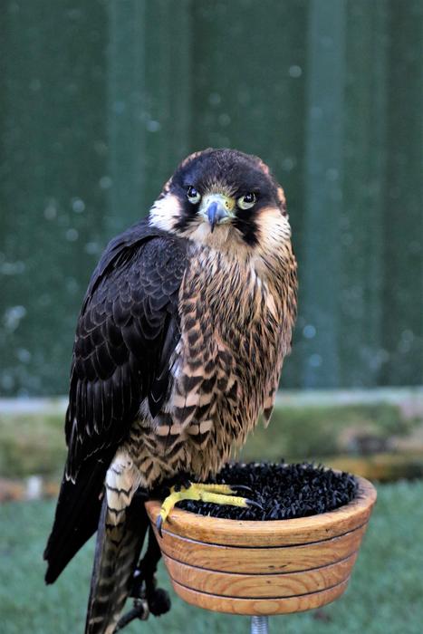 delightful Falcon Bird