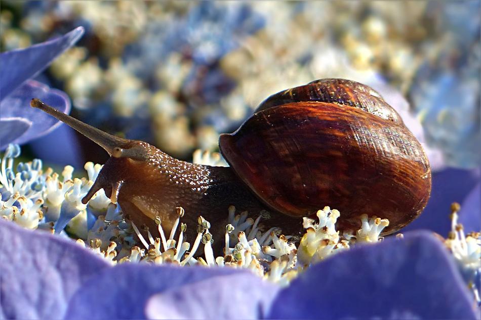 cute brown snail on the rocks