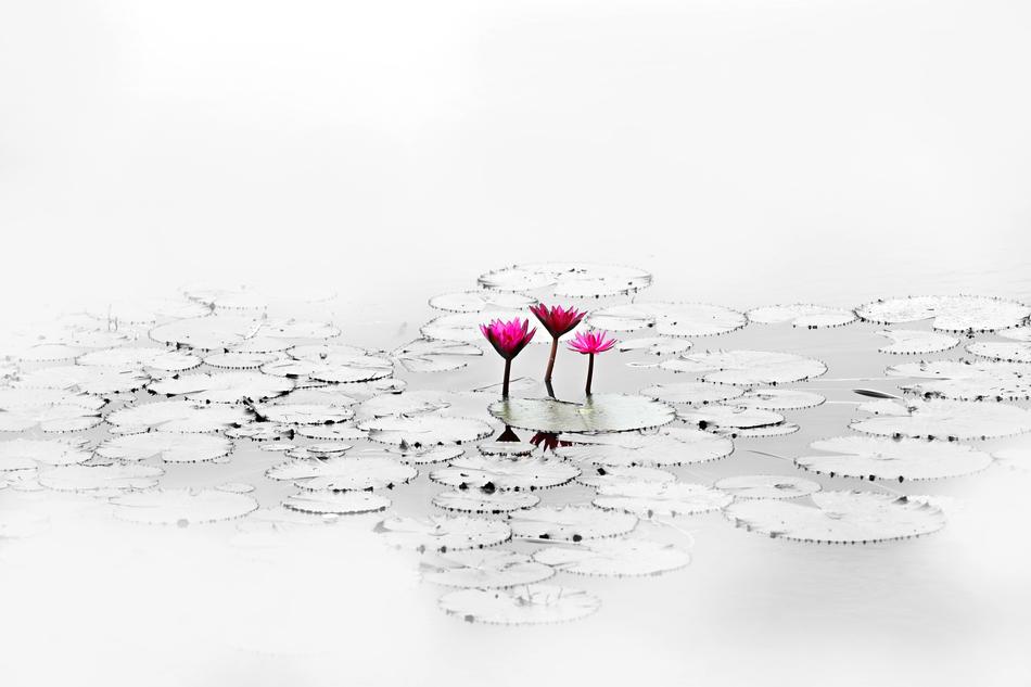 Lotus Flower Quiet
