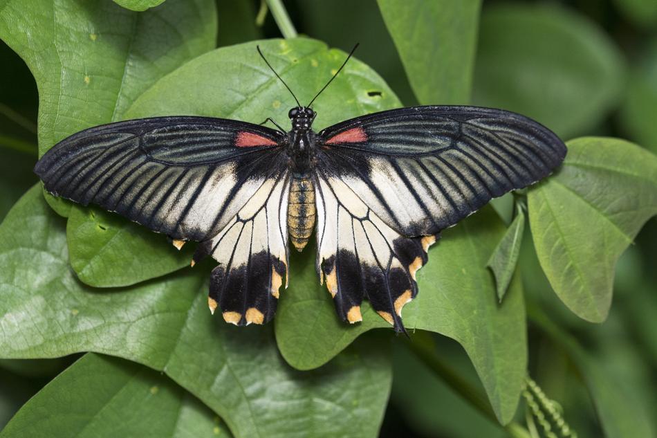 Butterfly Garden Wings
