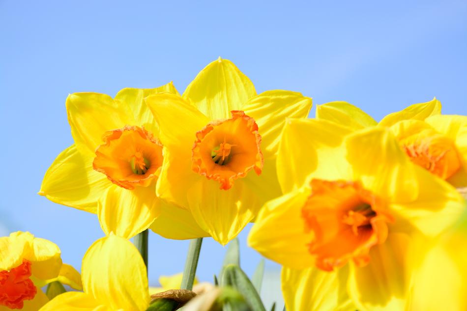 Flower Yellow Sky