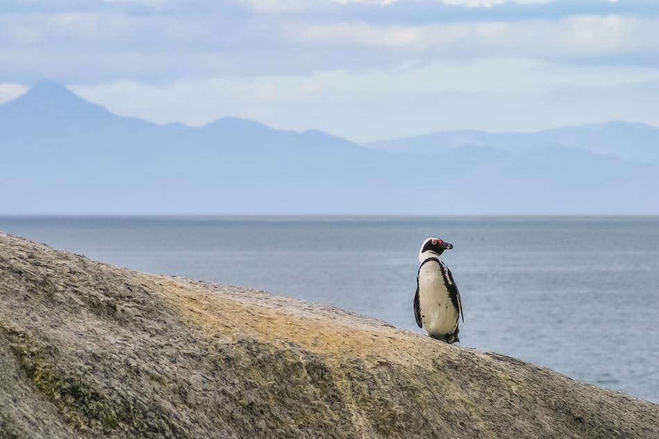 Penguin Jackass Lonely