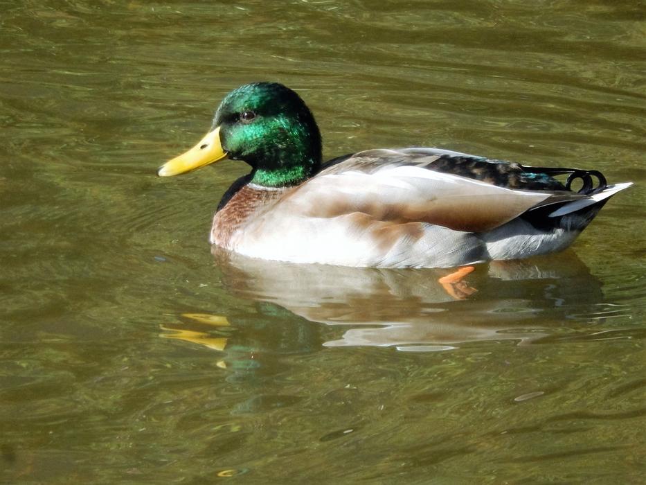wild Duck Mare