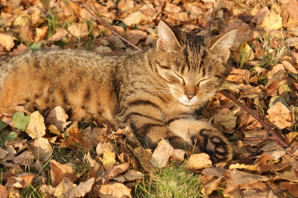 sleeping cat in autumn leaves
