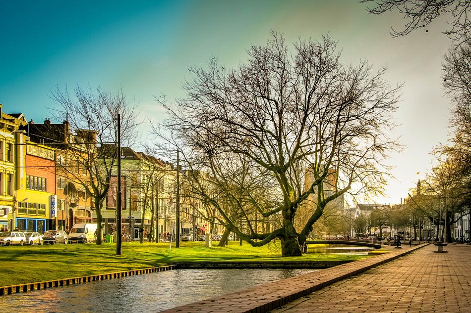 Rotterdam Green Tree