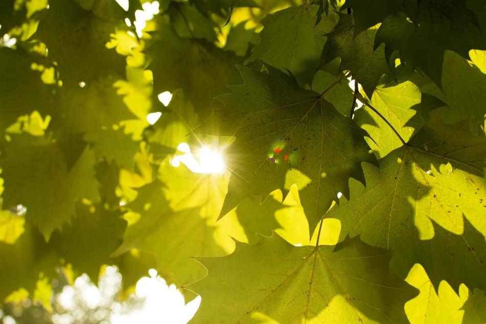 Maple Plant Sunshine The