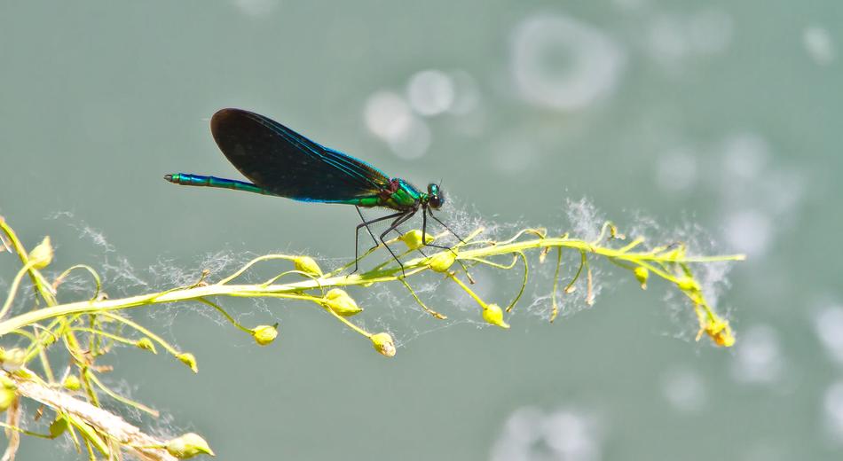 irridecent dragonfly on the plant